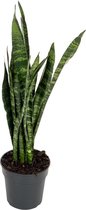 Sansevieria Black Coral 75 cm