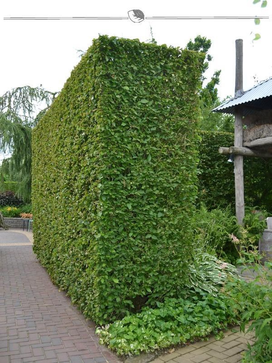 Haagbeuk Carpinus betulus 175-200 cm Blote wortel, 250x Haagplant