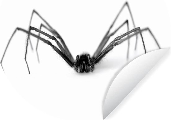 Wandcirkel Spinnen op Witte - Zwarte spin op witte achtergrond 80x80 cm... | bol.com