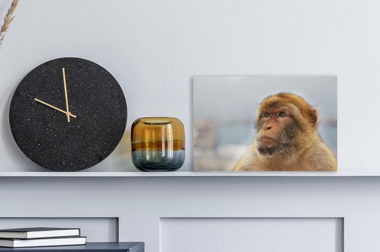 Portrait de Macaque de Barbarie sur toile 30x20 cm - petit - Tirage photo sur toile (Décoration murale salon / chambre) / Peintures sur toile Animaux