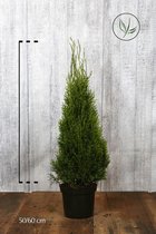 10 stuks | Westerse Levensboom 'Smaragd' Pot 50-60 cm Extra kwaliteit - Compacte groei - Langzame groeier - Weinig onderhoud