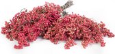 Verse Pepperberries - Droogbloemen - 1 bos - Decoratie Takken