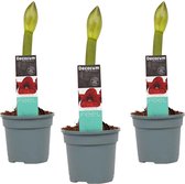 Hippeastrum Dark Red (3 stuks) - 25 cm, Ø 13 cm