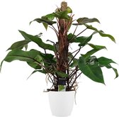 Philodendron Red Emerald met ELHO brussels white - 75 cm, Ø 20 cm