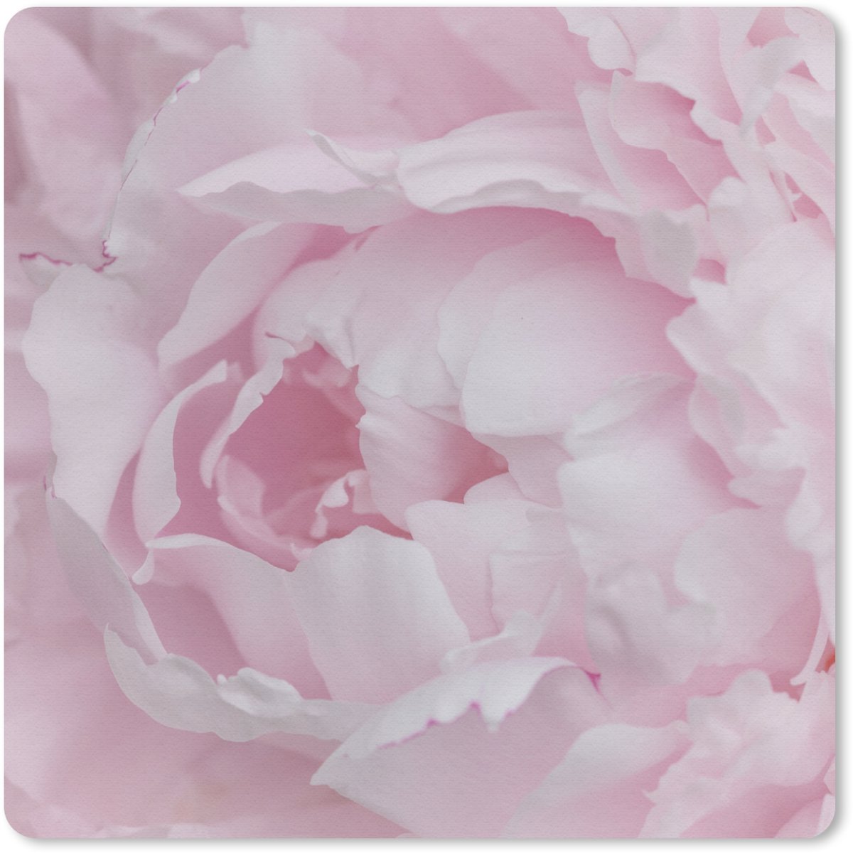 Muismat 30x30 cm - Mousepad Close-up en bovenaanzicht van een roze pioenroos - Muismatten