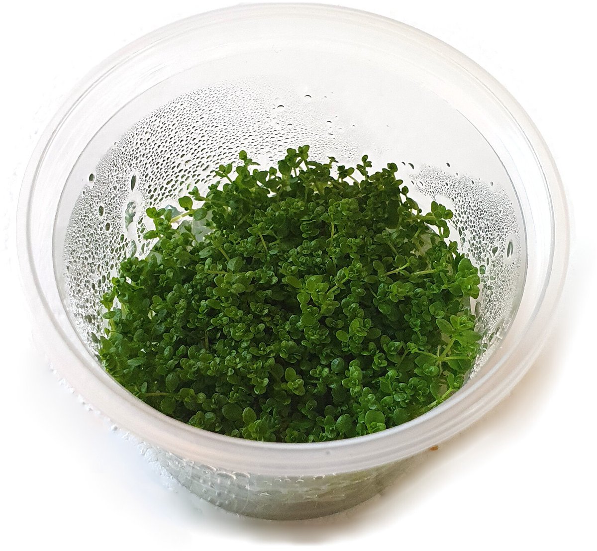 Moerings Hemiantus | Dwergparelkruid | in 100CC vitro cup Waterplant