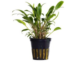Moerings Cryptocoryne Lucens | Smalbladige Nevelli Waterkelk | in 5 cm pot