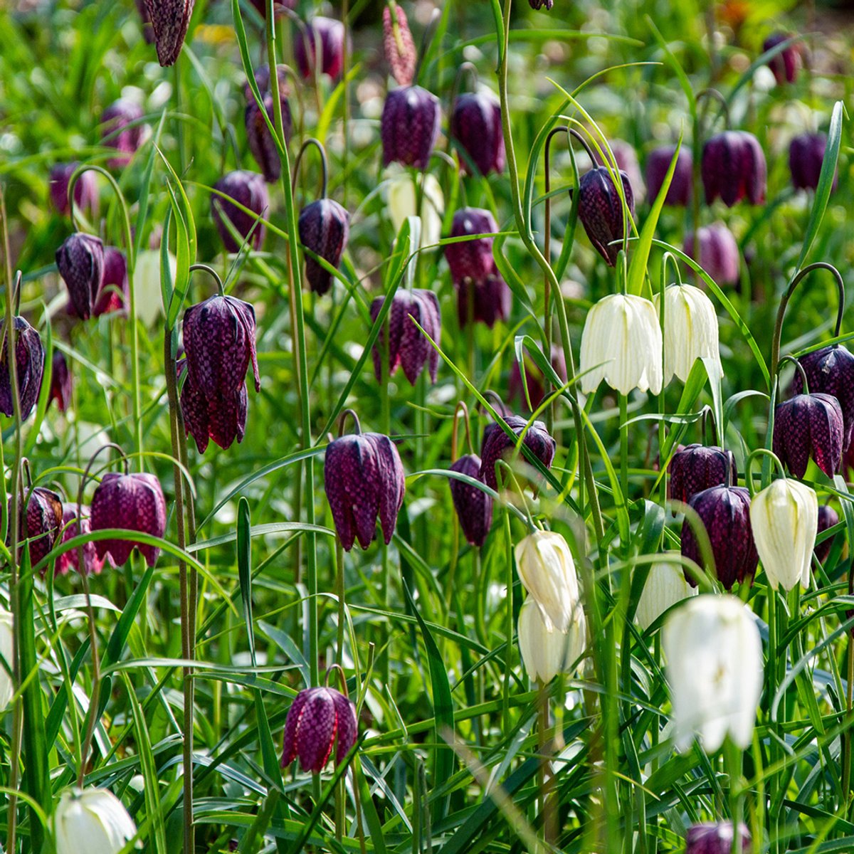 Fritillaria meleagris gemengd | 25 stuks | Wit | Paars