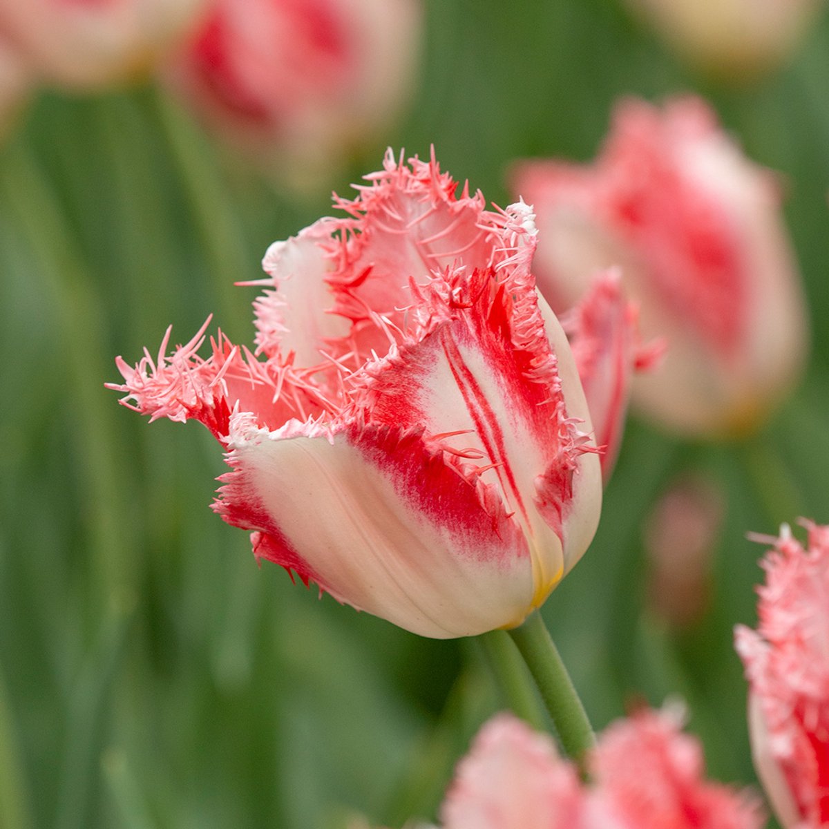Tulp Sweet Simone | 10 stuks | Gefranjerd | Roze | Wit