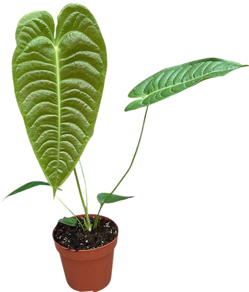 Anthurium Veitchii Kamerplant Potmaat Ø17 cm |Vers Van De Kweker