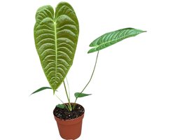 Anthurium Veitchii Kamerplant Potmaat Ø17 cm |Vers Van De Kweker