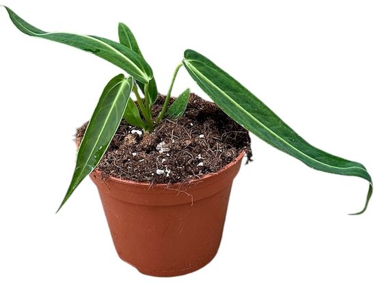 Anthurium Warocqueanum Kamerplant Potmaat Ø14 cm |Vers Van De Kweker