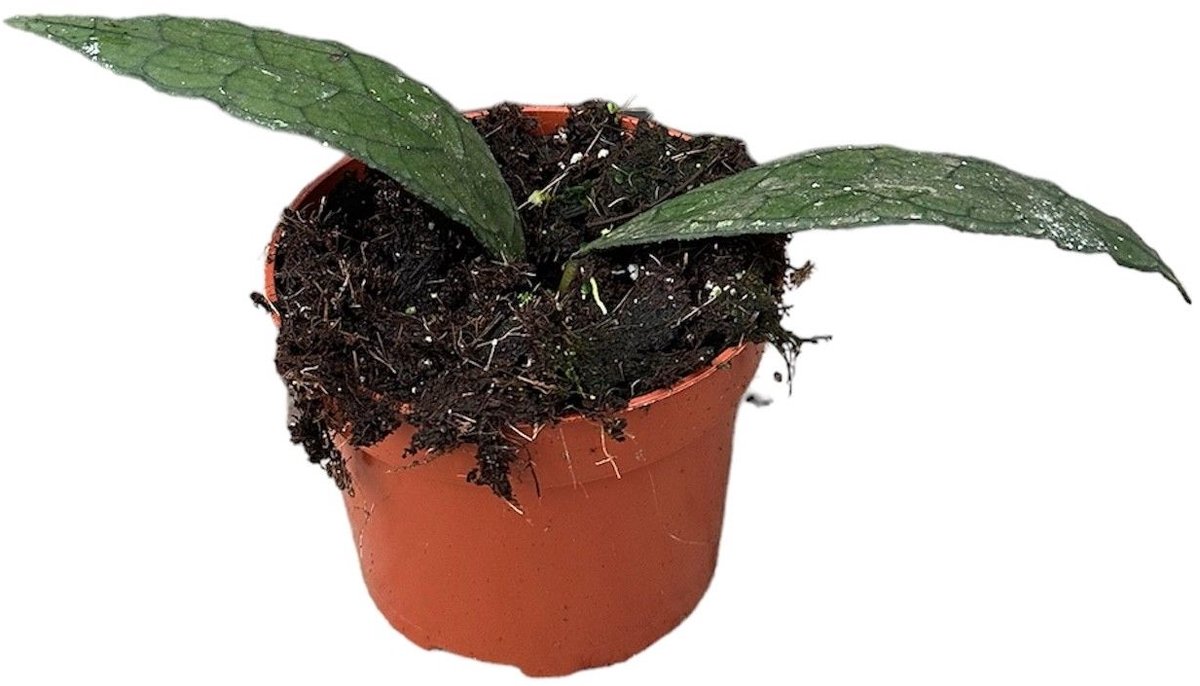 Hoya Clemensiorum Sumatra Kamerplant Potmaat Ø10,5 cm |Vers Van De Kweker