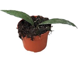 Hoya Clemensiorum Sumatra Kamerplant Potmaat Ø10,5 cm |Vers Van De Kweker
