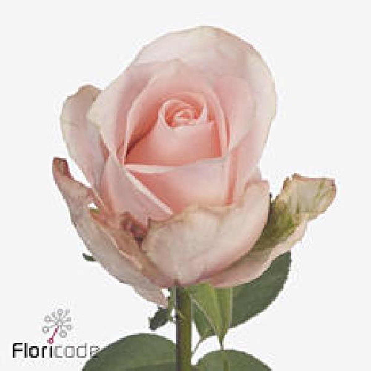 10x Rosa baby doll 60cm