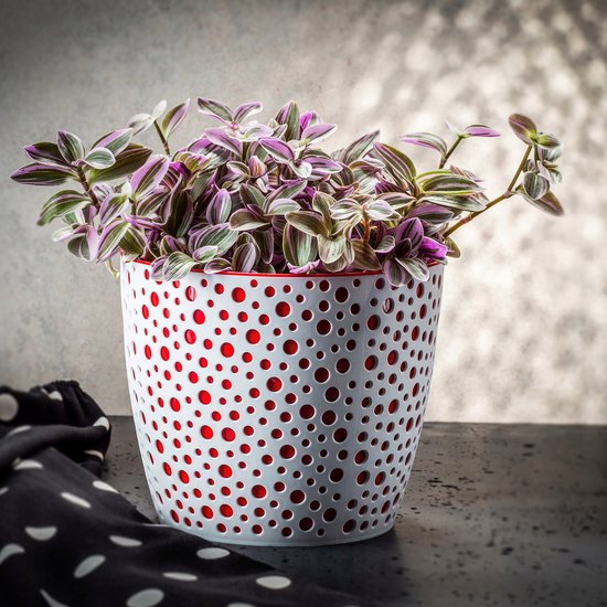 Witte bloempot met rode stippen, gevuld met een plant met roze en groene bladeren, op een grijze ondergrond.