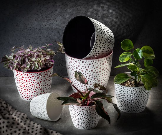 Bloempotten met rode en witte stippen, met planten, waaronder een met roze bladeren, op een grijze tafel.