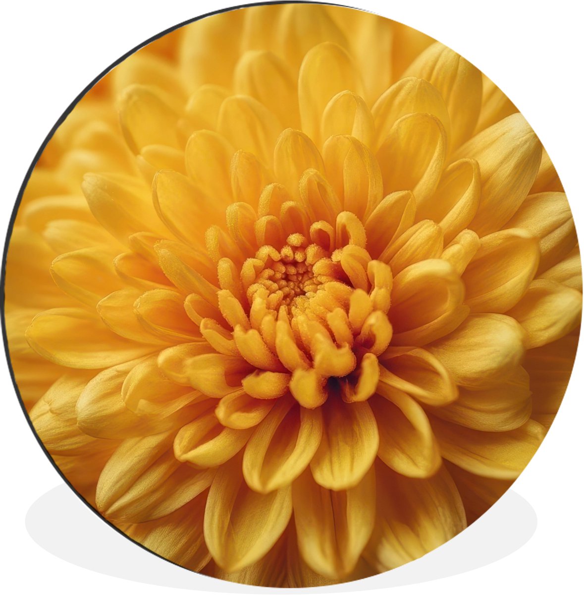 WallCircle Wandcirkel - Muurcirkel - Geel - Chrysant - Zachtheid - Aluminium - Dibond - 140x140 cm - Binnen en Buiten