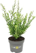 Ilex crenata 'Dark Green' - Japanse hulst - Struikvorm - Planthoogte: 40-50 cm - Pot Ø 19 cm (3 liter)