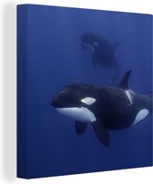 Canvas Schilderij Twee orka's in helder water - 90x90 cm - Wanddecoratie