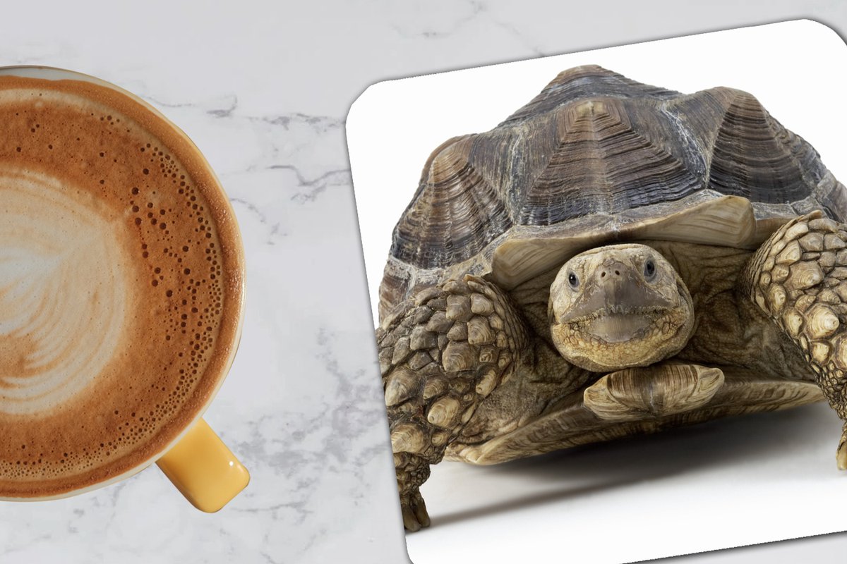 Onderzetters voor glazen - Schildpad - Dieren - Wit - 10x10 cm - Glasonderzetters - 6 stuks
