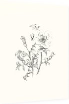Duinroos zwart-wit Schets (Burnet-Leaved Rose) - Foto op Dibond - 60 x 80 cm