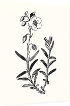 Zonneroosje zwart-wit (Rock Rose) - Foto op Dibond - 60 x 80 cm
