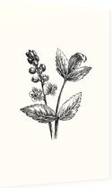 Actaea zwart-wit (Baneberry) - Foto op Dibond - 40 x 60 cm