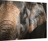 Aziatische olifant op zwarte achtergrond - Foto op Dibond - 40 x 30 cm