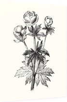 Globebloem Trollius zwart-wit (Globe Flower) - Foto op Dibond - 60 x 80 cm