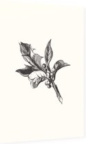 Ilex Opaca zwart-wit (Holly Berries) - Foto op Dibond - 40 x 60 cm