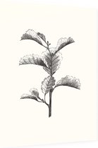 Els zwart-wit (Leaved Alder) - Foto op Dibond - 60 x 80 cm