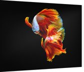 Oranje siamese kempvis op zwarte achtergrond - Foto op Dibond - 40 x 30 cm