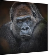 Gorilla op zwarte achtergrond - Foto op Dibond - 80 x 80 cm