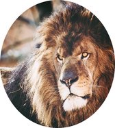Koning leeuw - Foto op Dibond - ⌀ 80 cm