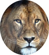 Leeuw koning jungle - Foto op Dibond - ⌀ 80 cm