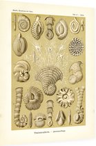 Miliola - Thalamophora (Kunstformen der Natur), Ernst Haeckel - Foto op Dibond - 30 x 40 cm