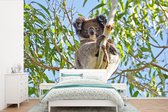Behang - Fotobehang Koala - Lucht - Takken - Kinderen - Jongens - Meiden - Breedte 420 cm x hoogte 280 cm