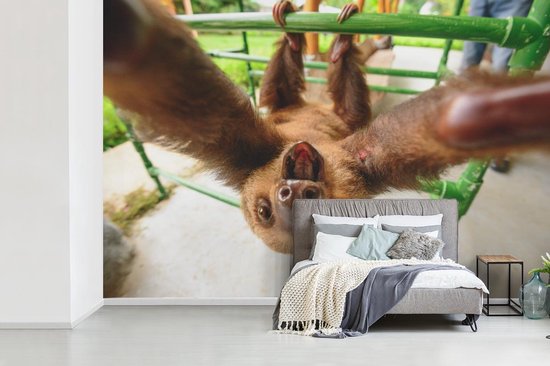 Papier peint photo peint vinyle - Un drôle de paresseux saisit la caméra largeur 390 cm x hauteur 260 cm - Tirage photo sur papier peint (disponible en 7 tailles)