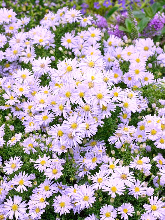 16x Aster 'Aster novibelgii brigitte' bloembollen met bloeigarantie