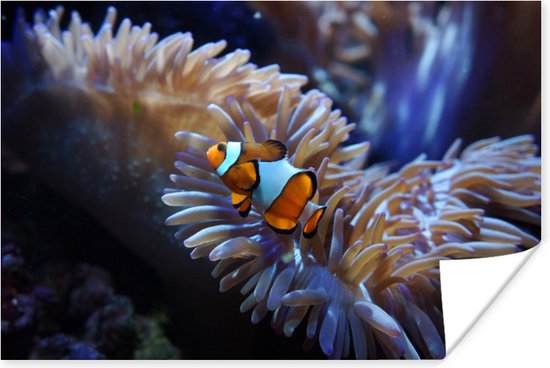 Affiche Poisson - Nemo - Corail - 30x20 cm
