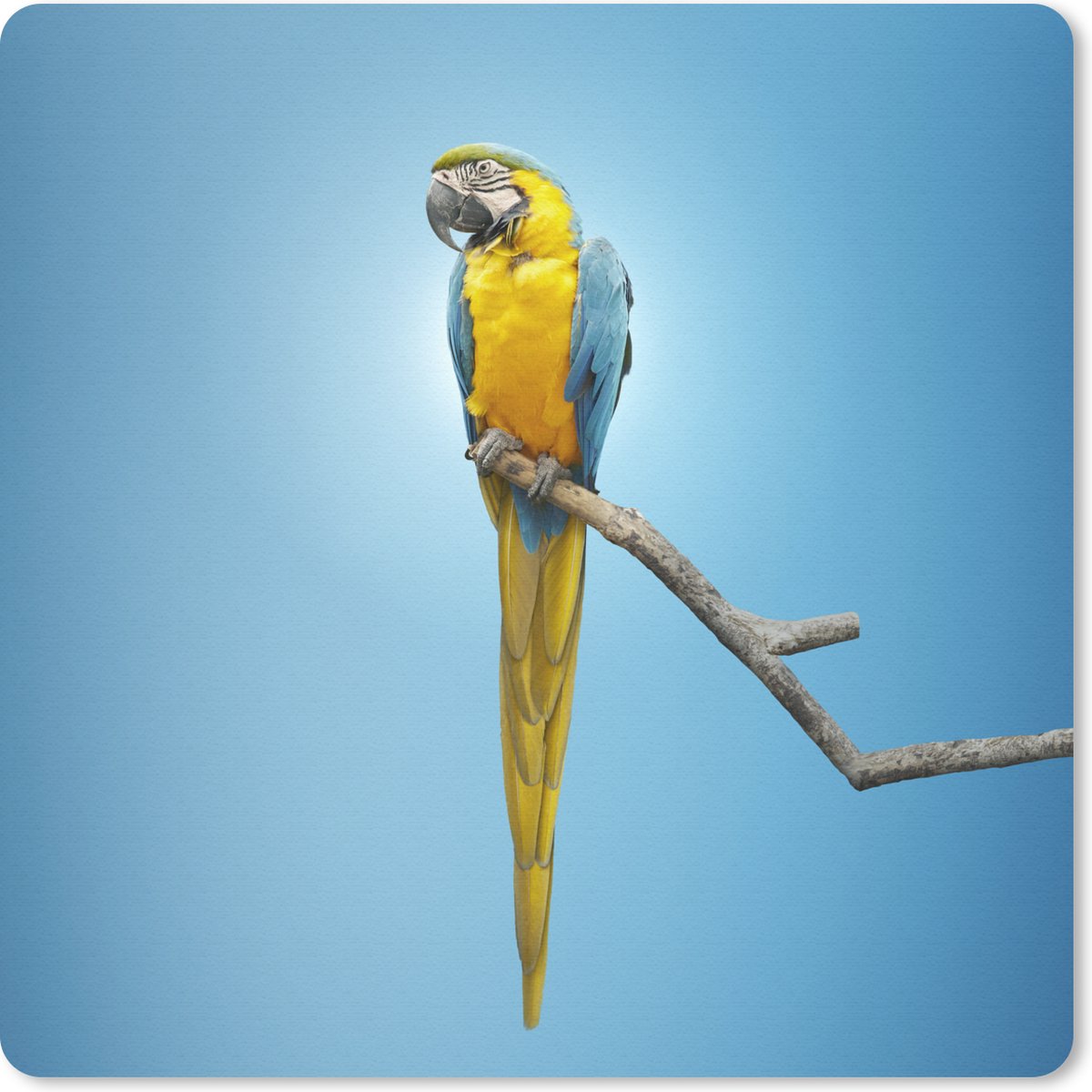 Muismat 30x30 cm - Mousepad Papegaai - Tak - Blauw - Muismatten