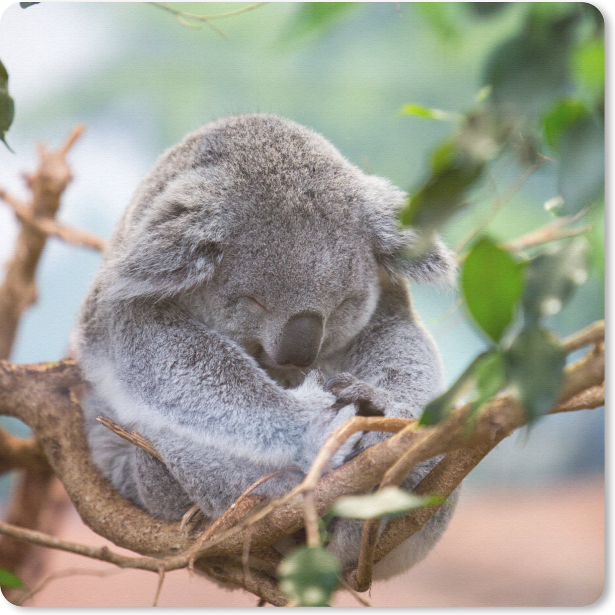 Muismat 30x30 cm - Mousepad Koala - Takken - Bladeren - Kinderen - Jongens - Meisjes - Muismatten