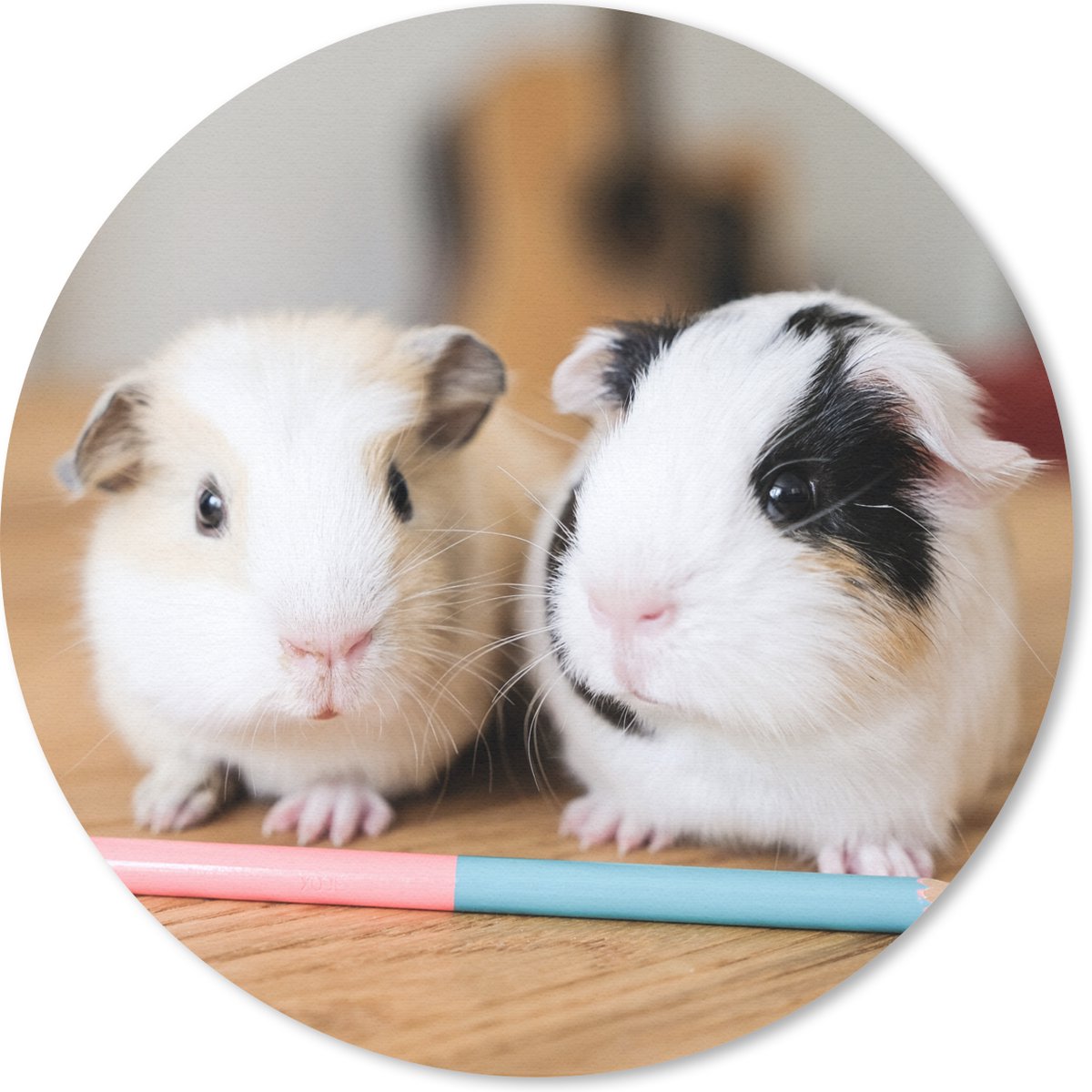 Muismat rond 30x30 cm - Mousepad Schattige baby-cavia's - Ronde muismatten
