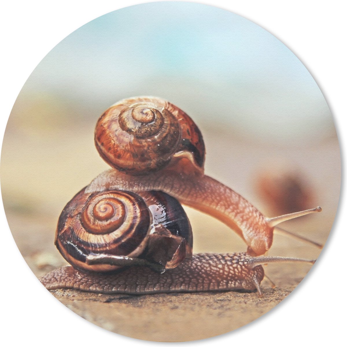 Muismat rond 50x50 cm - Mousepad Slakken - Steen - Dieren - Ronde muismatten