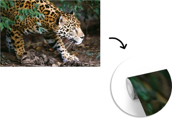 Papier peint Papier peint photo en vinyle - Jaguar rampant en forêt largeur 600 cm x hauteur 400 cm - Tirage photo sur papier peint (disponible en 7 tailles)