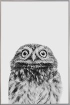 JUNIQE - Poster met kunststof lijst Owl Classic -13x18 /Wit & Zwart