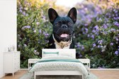 Behang - Fotobehang Franse Bulldog - Bloemen - Paars - Breedte 450 cm x hoogte 300 cm