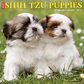 Shih Tzu Puppies Kalender 2022