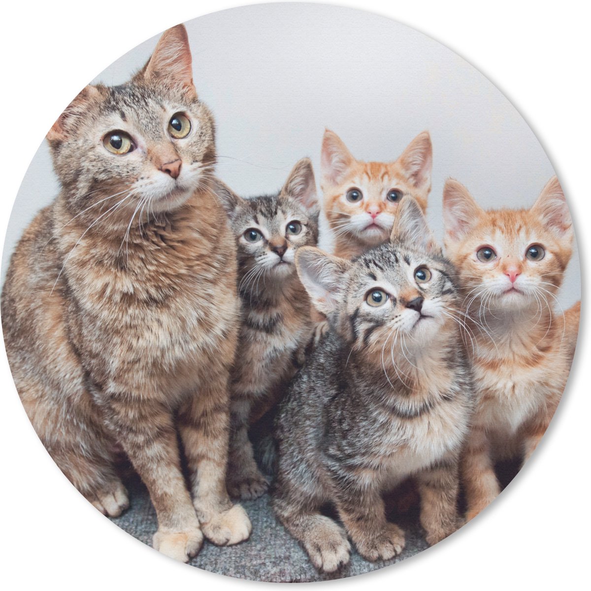 Muismat rond 20x20 cm - Mousepad Kat - Kittens - Vacht - Ronde muismatten